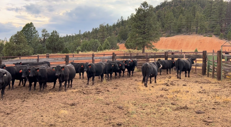 20 Head of Black Angus & Baldy Fall Pairs- CP910A5